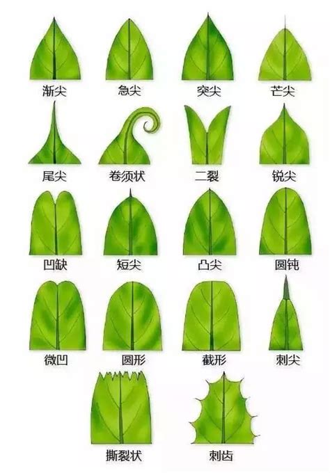 葉形狀|葉形:形態特徵,解讀分析,